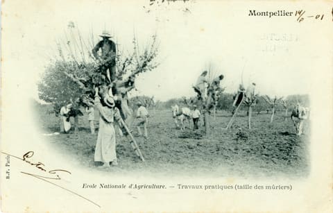 Ecole nationale d'Agriculture, Travau x pratique (taille des mûriers)