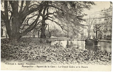 Square de la Gare le grand cèdre et le bassin