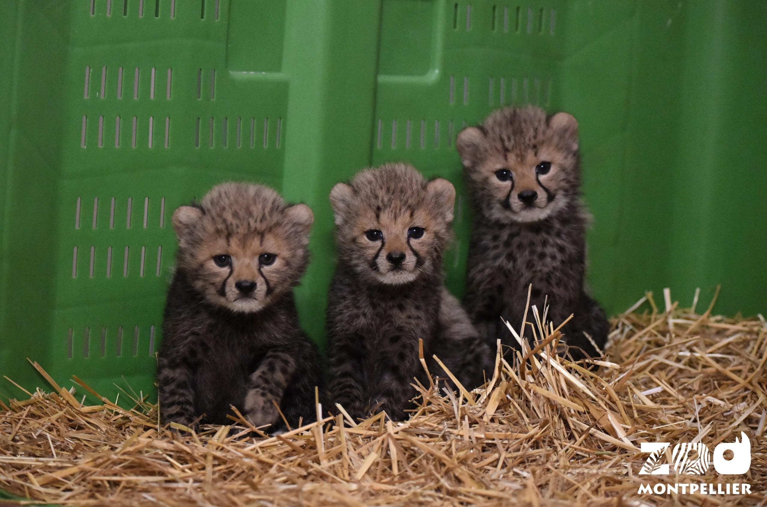 Naissance de 3 guépards au Parc de Lunaret : Duma, Djéhuti et Demba
