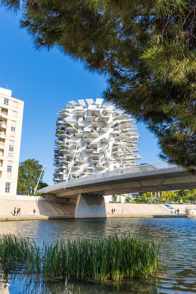 Arbre Blanc Montpellier