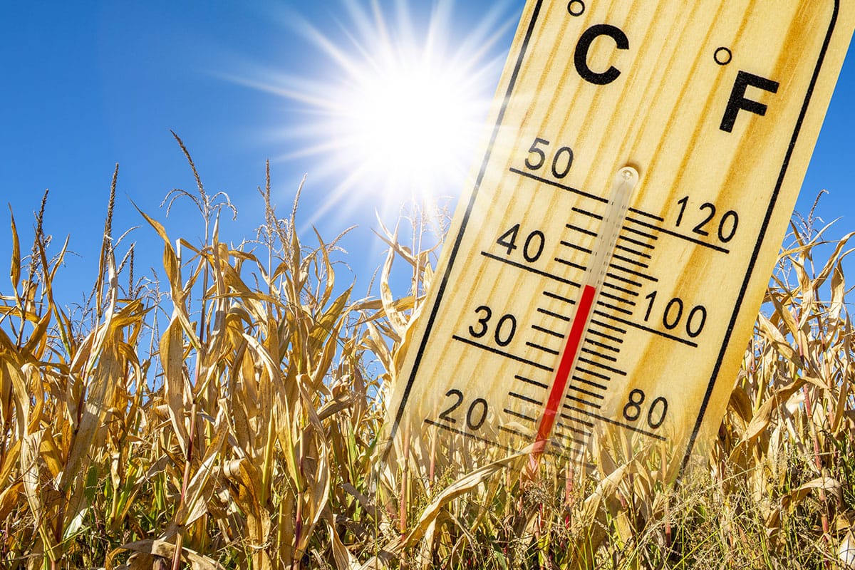 Montpellier passe en vigilance orange canicule