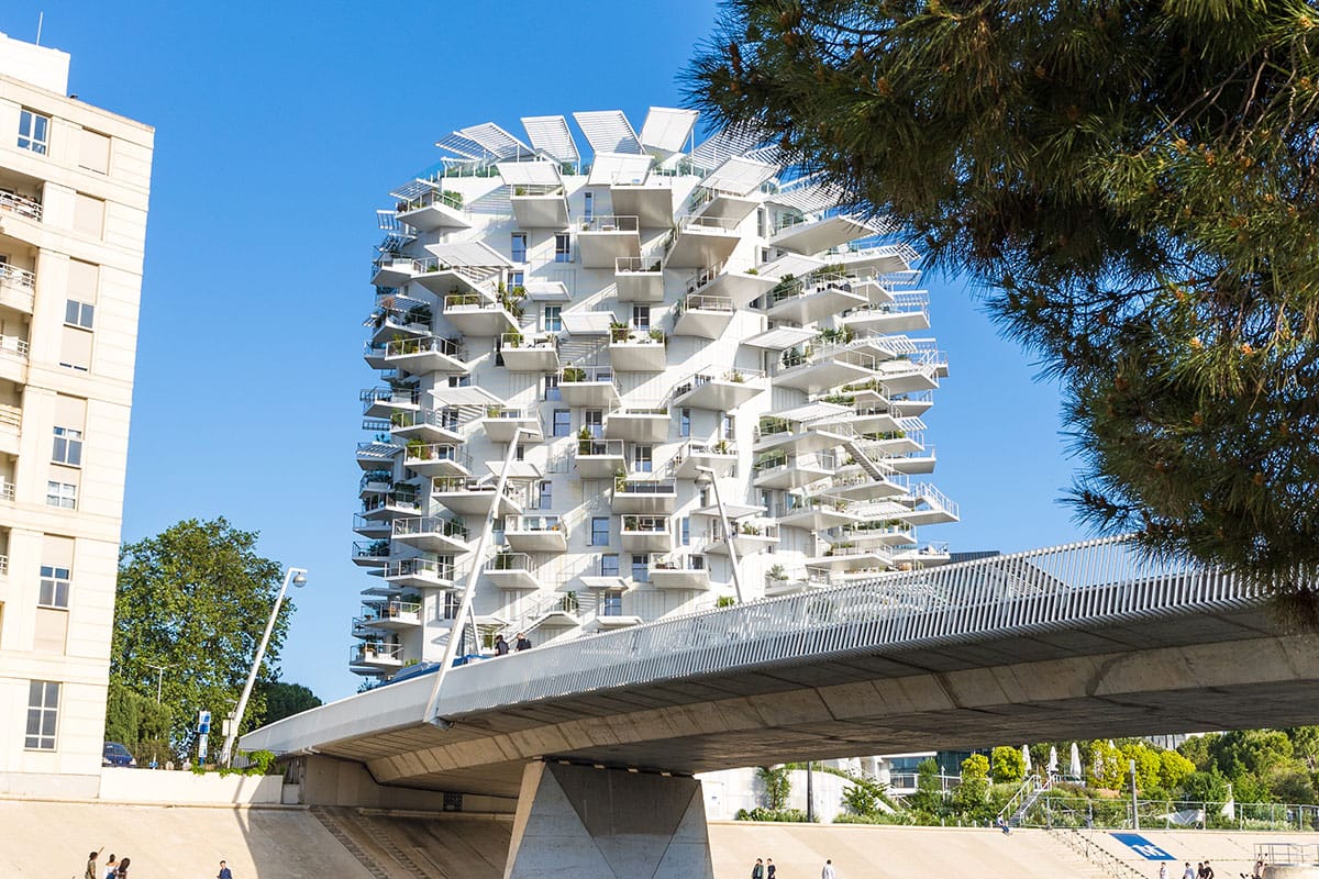 Arbre Blanc Montpellier