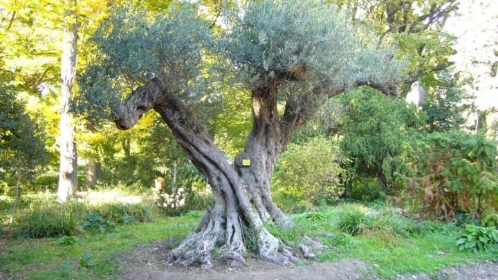 Les Plus Beaux Parcs et Jardins de Montpellier