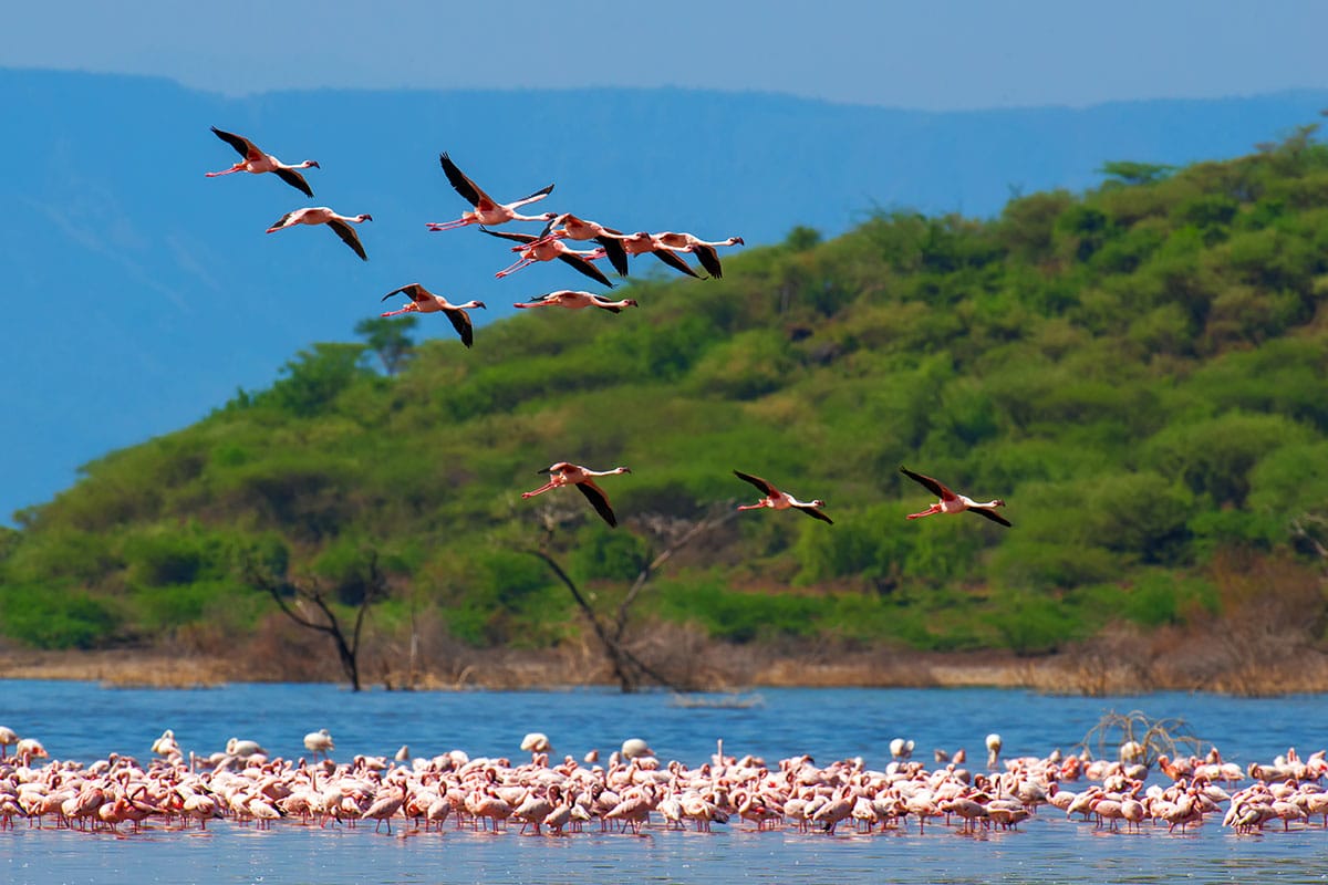 Flamants Roses