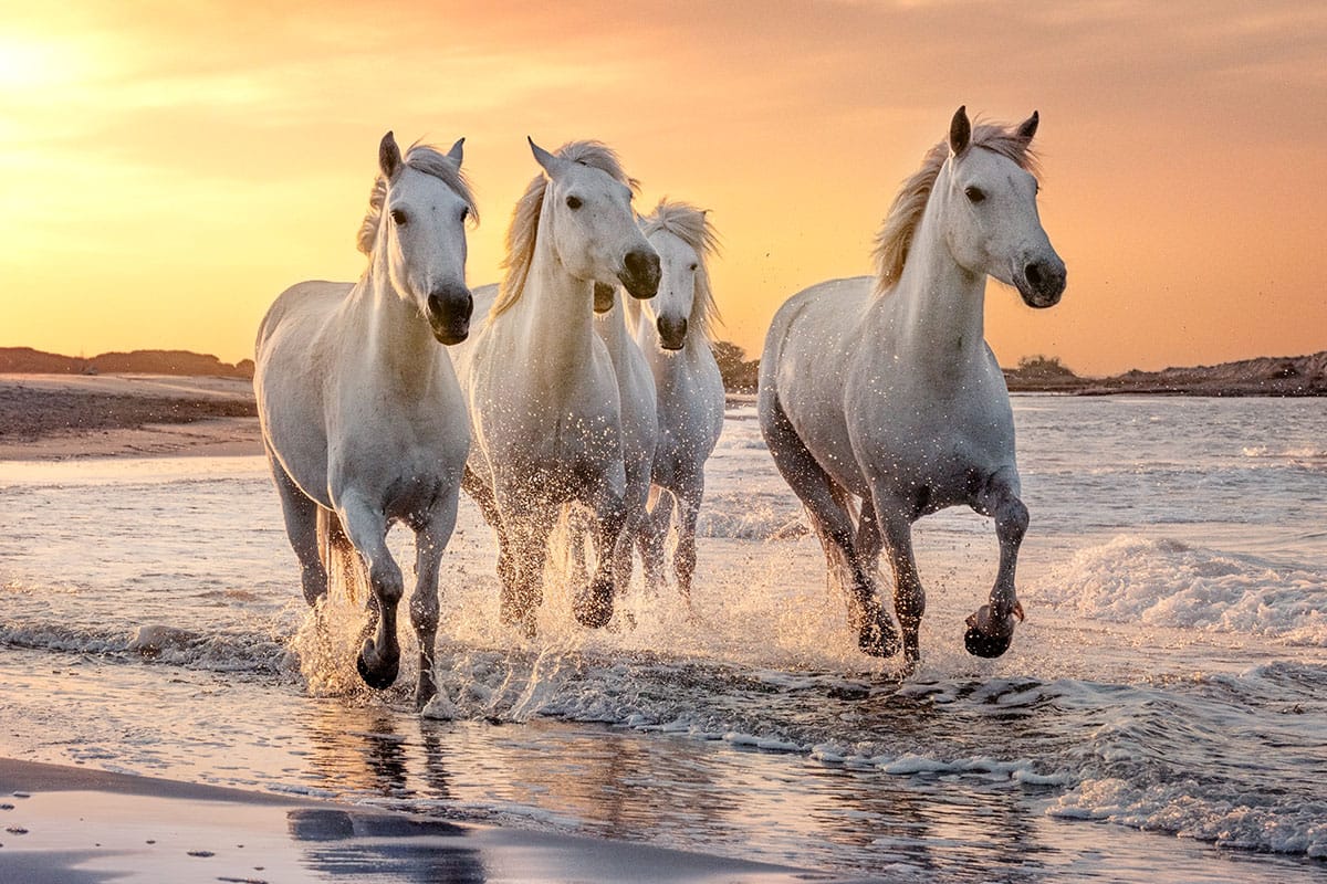 Camargue