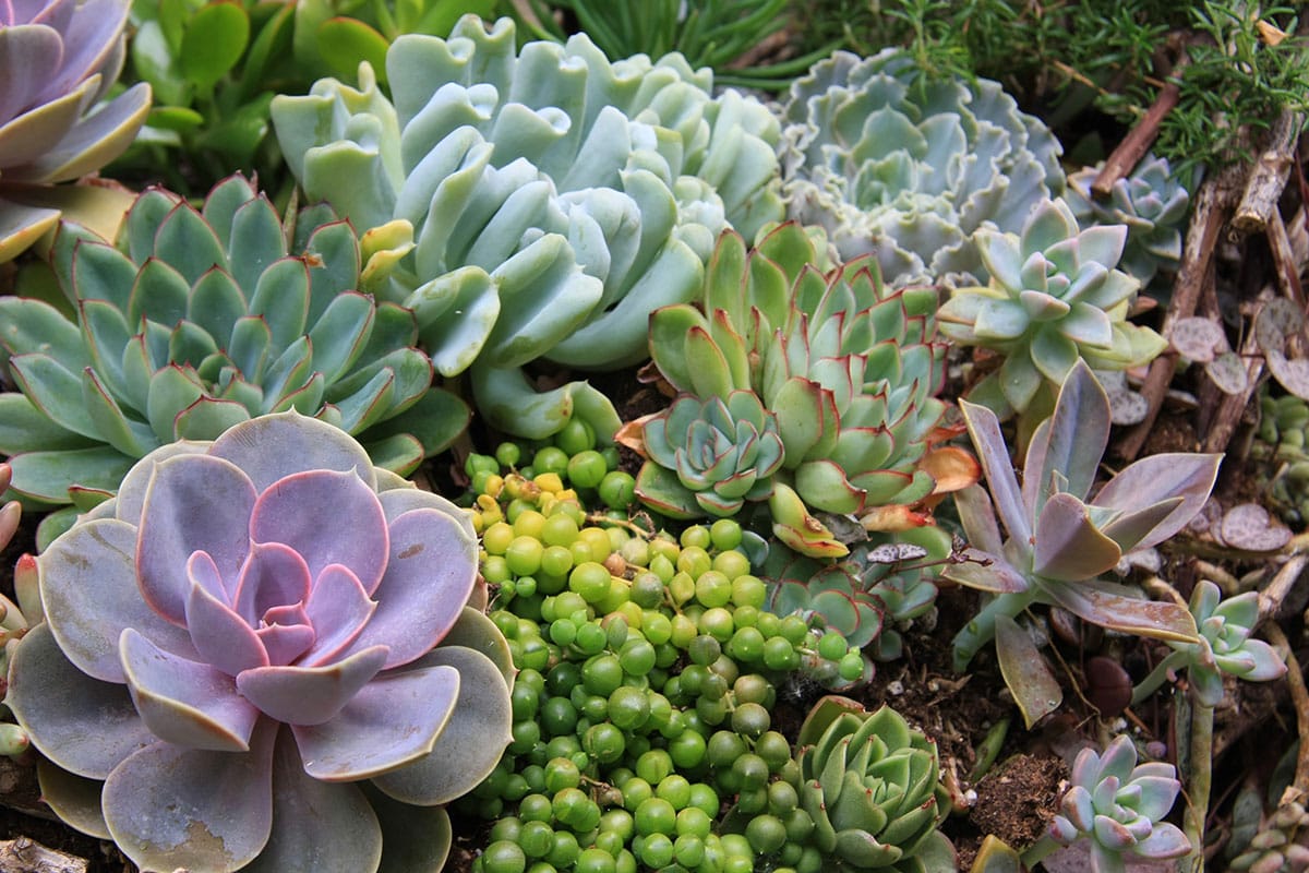 Plantes et astuces pour cultiver votre petit coin de nature à Montpellier