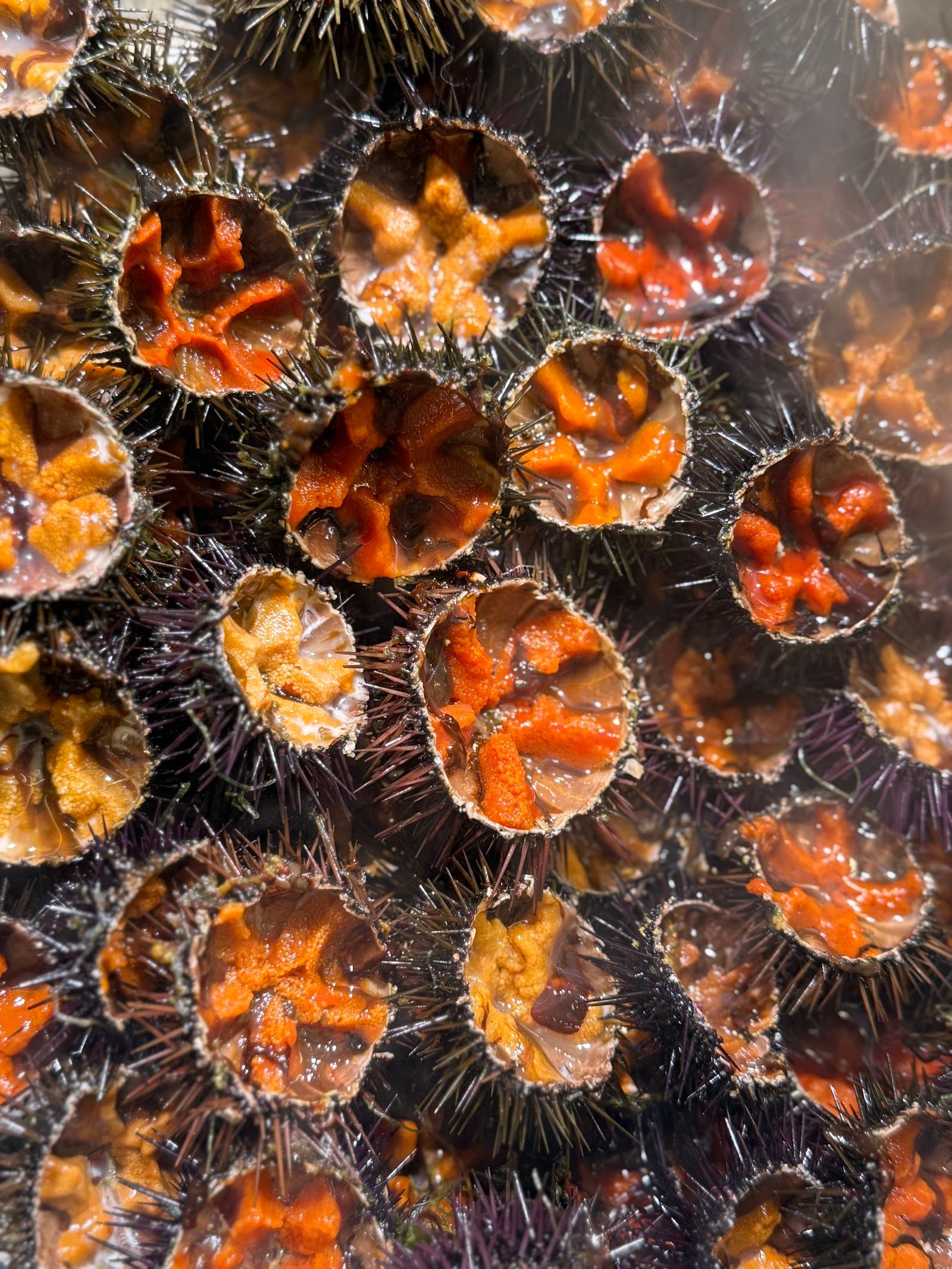 coquillages et crustacés — Sète