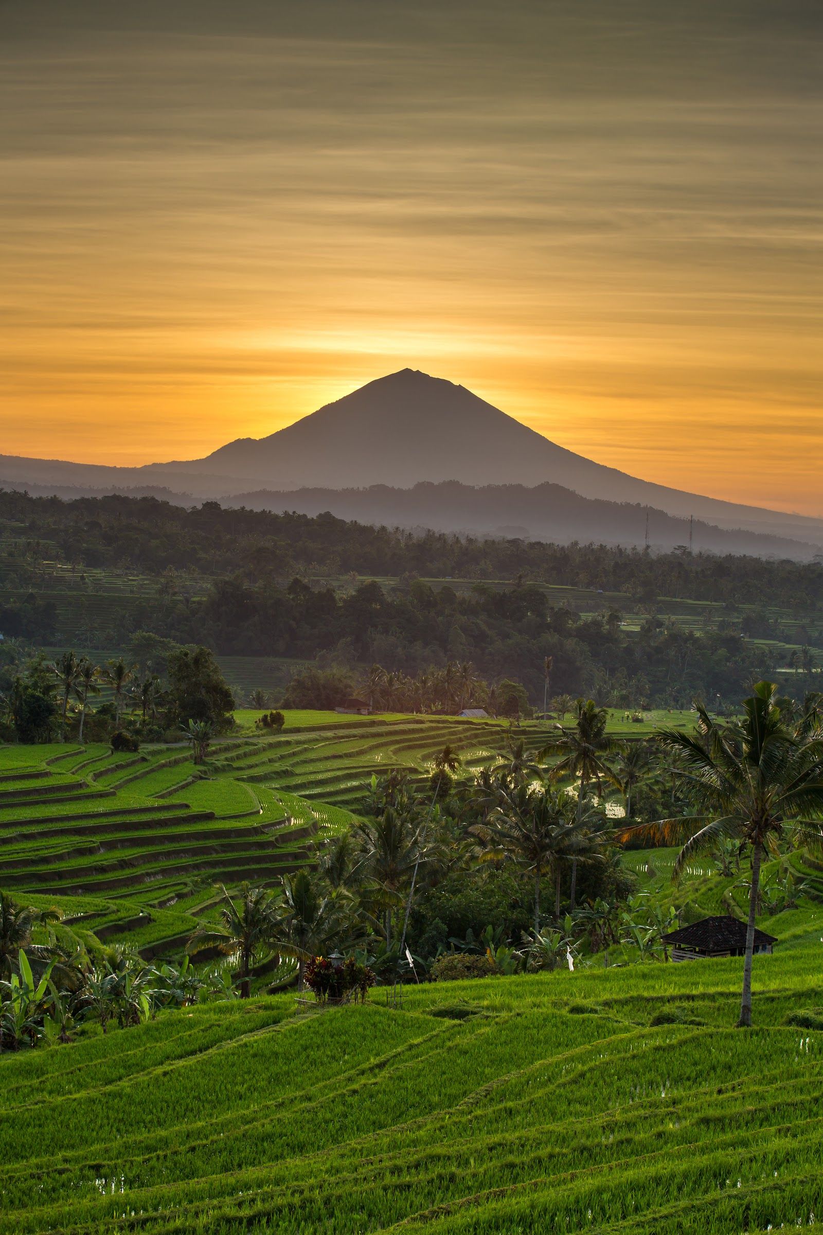 Origines et Sens / PURABALI — Lattes